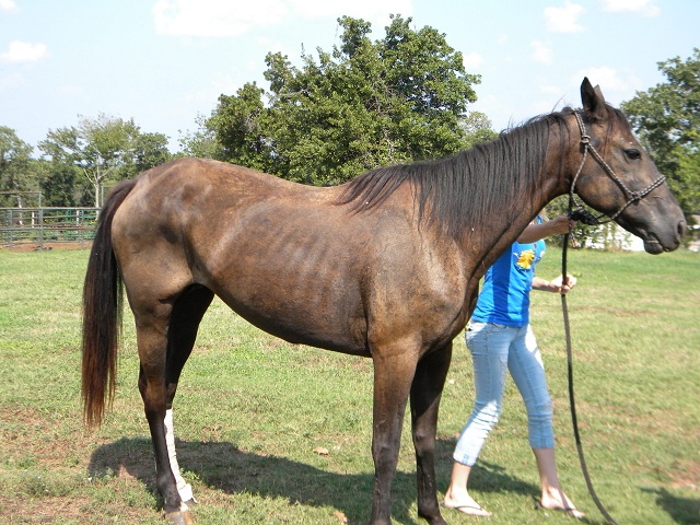 Sugarfoot and Sunstruck